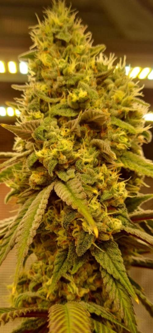 Guave Auto FastBuds. Week 9