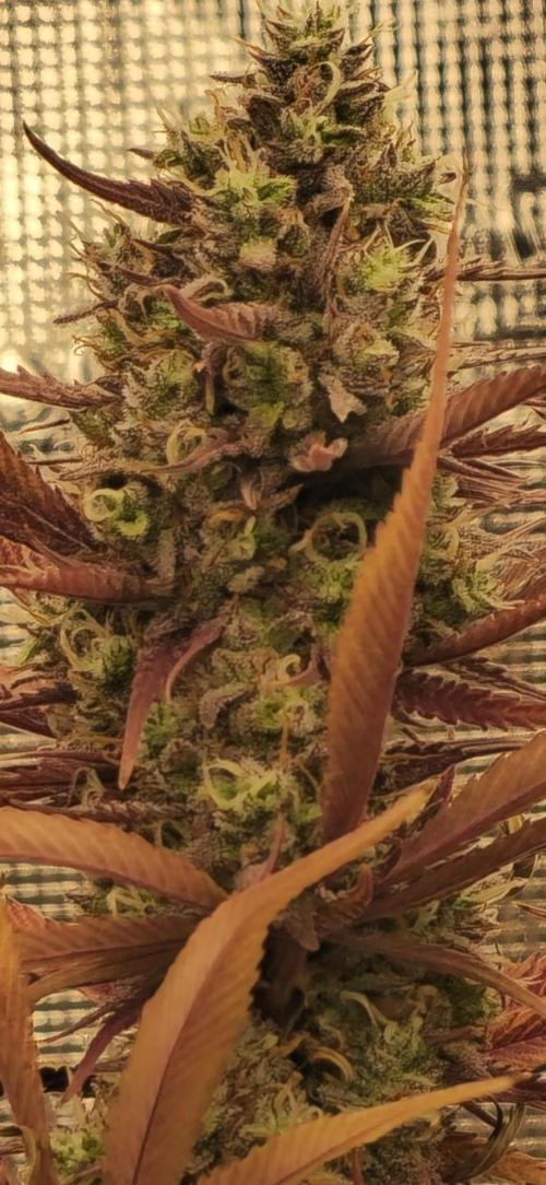 Guave Auto FastBuds. Week 9