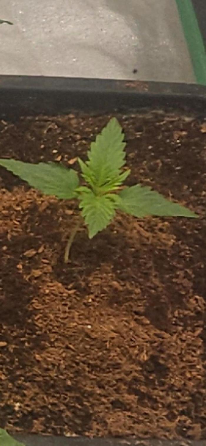 Apple Strudel Auto. Week 1