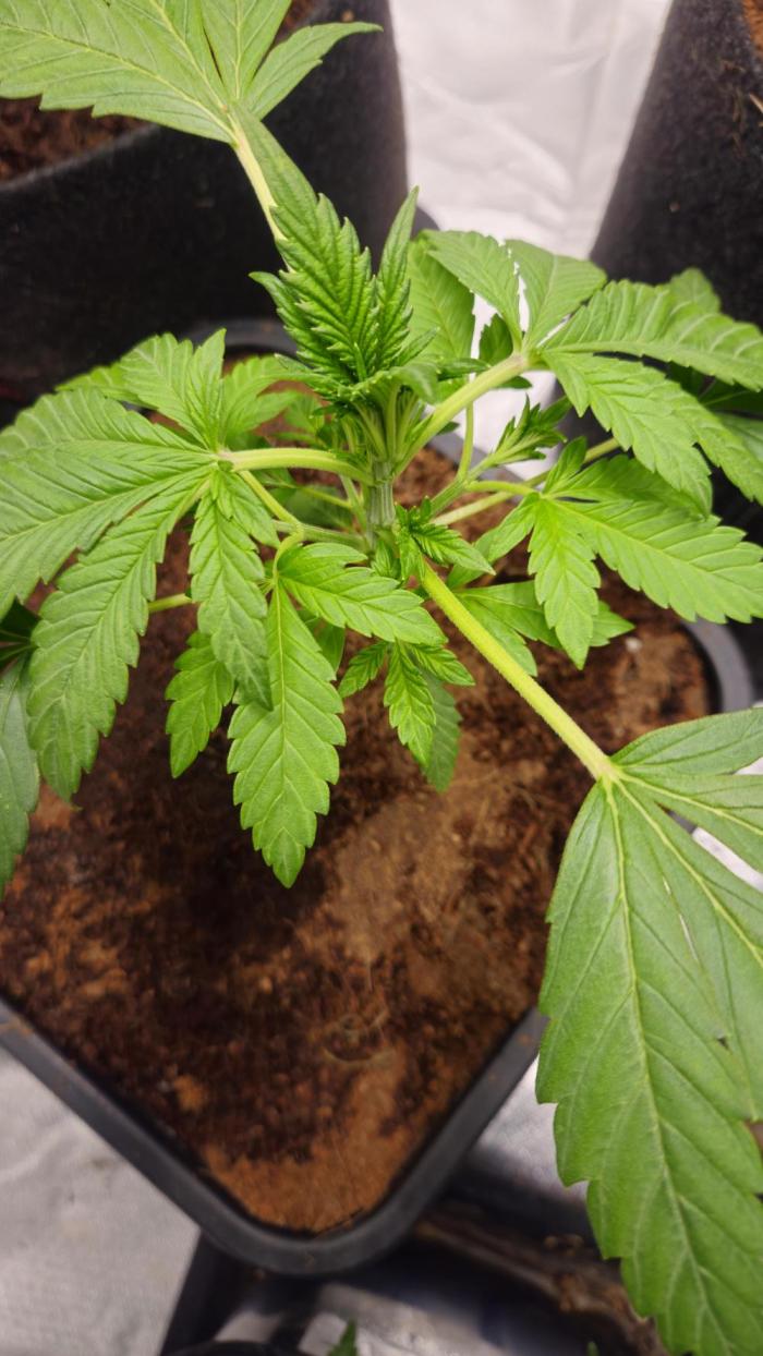 Banana Purple Punch Auto RF3. Week 2