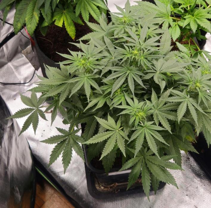 Apple Strudel Auto. Week 4