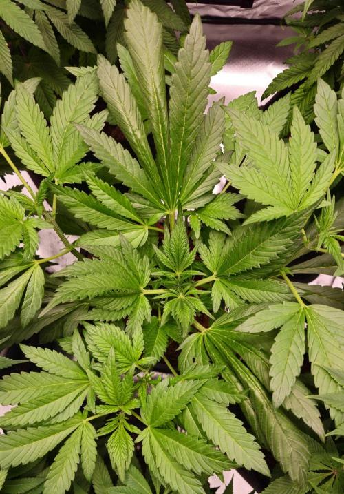 Banana Purple Punch Auto RF3. Week 3