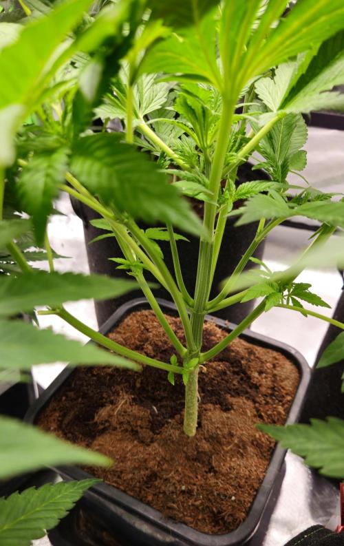 Banana Purple Punch Auto RF3. Week 3