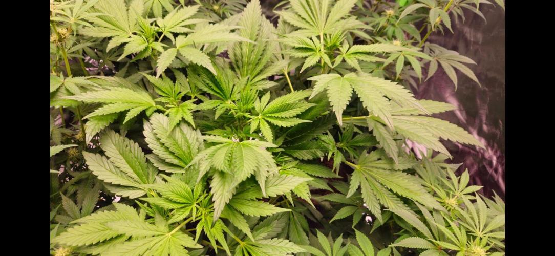 Banana Purple Punch Auto RF3. Week 4