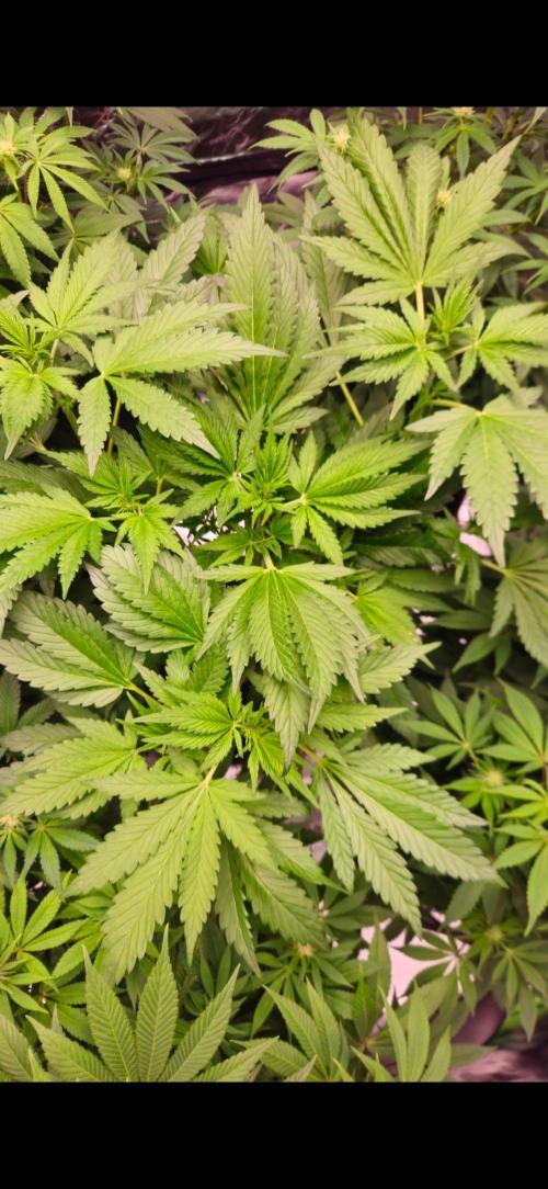 Banana Purple Punch Auto RF3. Week 4