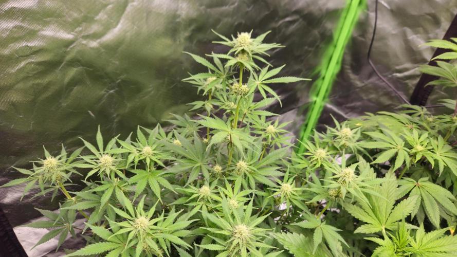 Apple Strudel Auto. Week 6