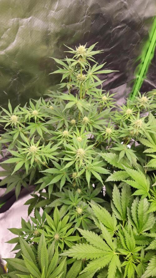 Apple Strudel Auto. Week 6