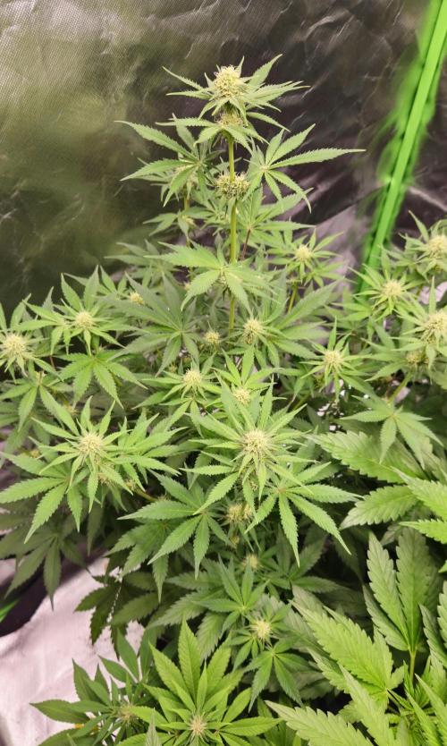 Apple Strudel Auto. Week 6