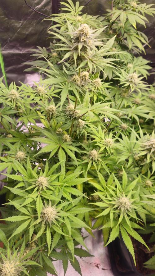 Apple Strudel Auto. Week 7