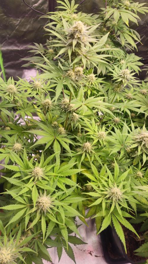 Apple Strudel Auto. Week 7