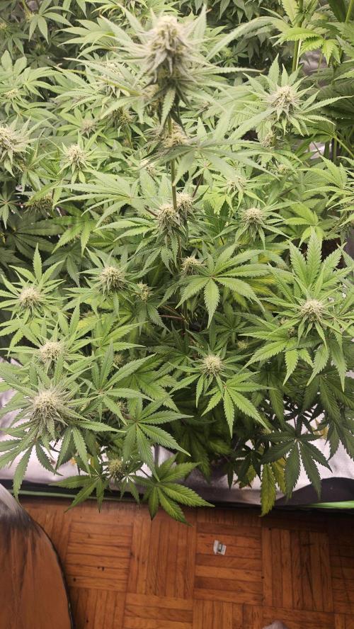 Apple Strudel Auto. Week 7