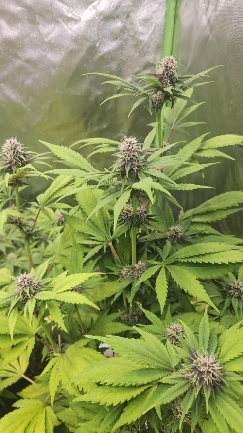 Banana Purple Punch Auto RF3. Week 6