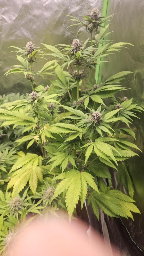 Banana Purple Punch Auto RF3. Week 6