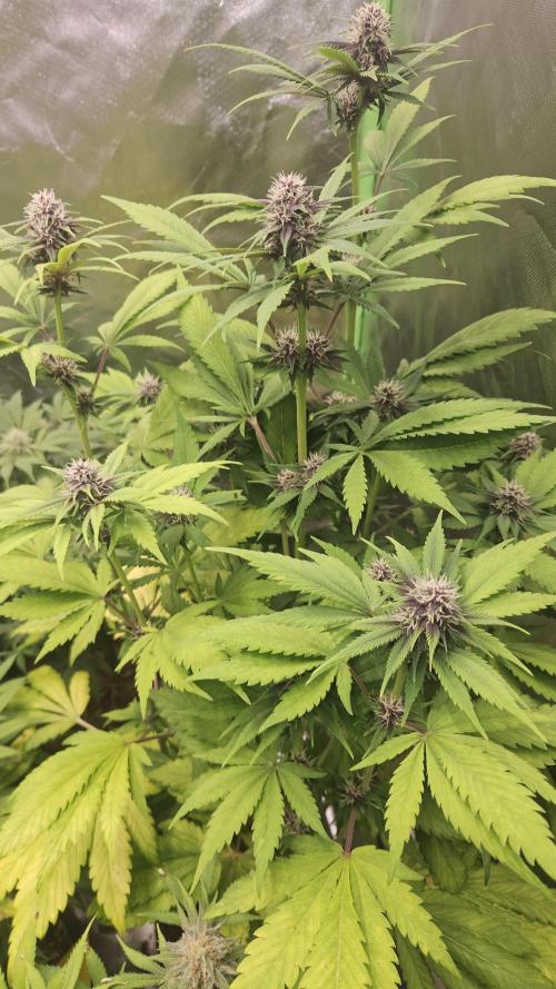 Banana Purple Punch Auto RF3. Week 6