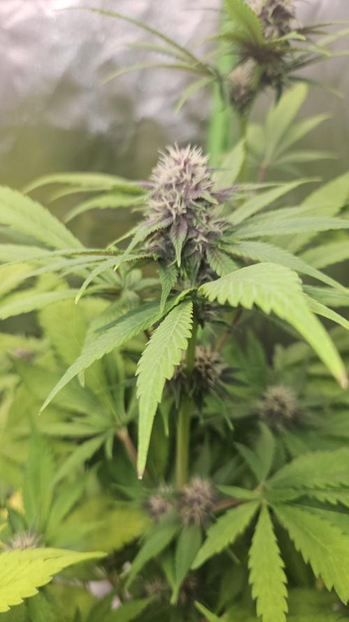 Banana Purple Punch Auto RF3. Week 6