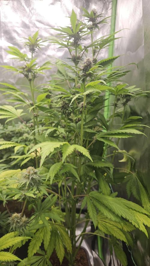 Banana Purple Punch Auto RF3. Week 6