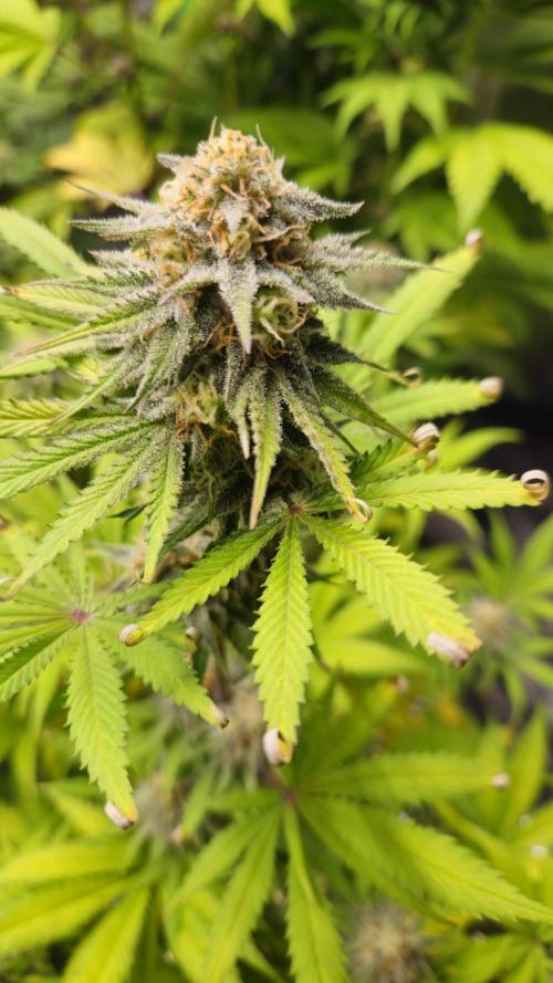 Apple Strudel Auto. Week 8