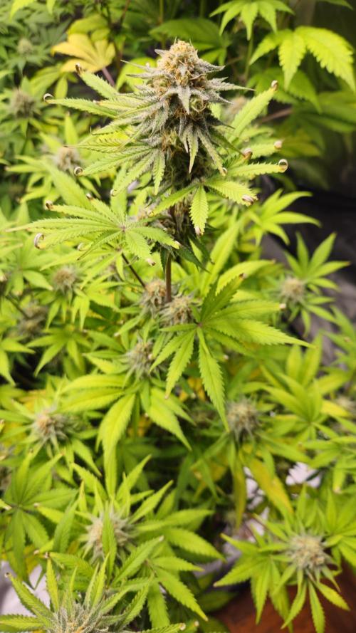 Apple Strudel Auto. Week 8