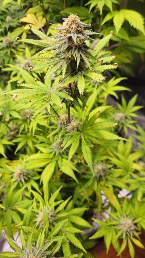 Apple Strudel Auto. Week 8