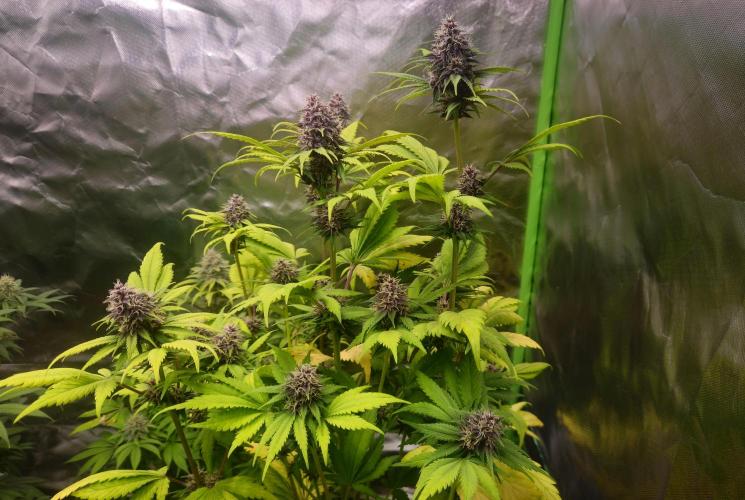 Banana Purple Punch Auto RF3. Week 7