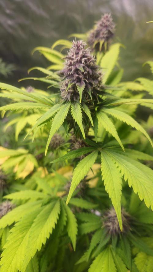 Banana Purple Punch Auto RF3. Week 7