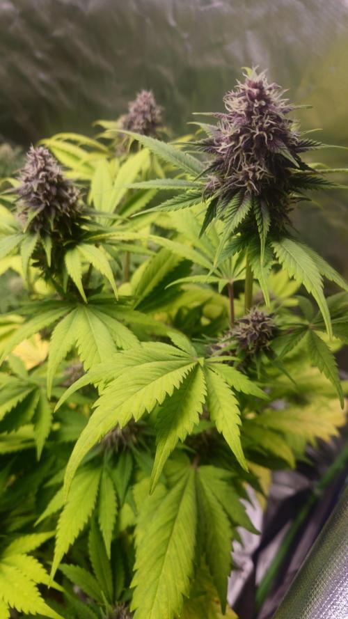 Banana Purple Punch Auto RF3. Week 7