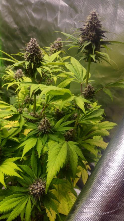 Banana Purple Punch Auto RF3. Week 7