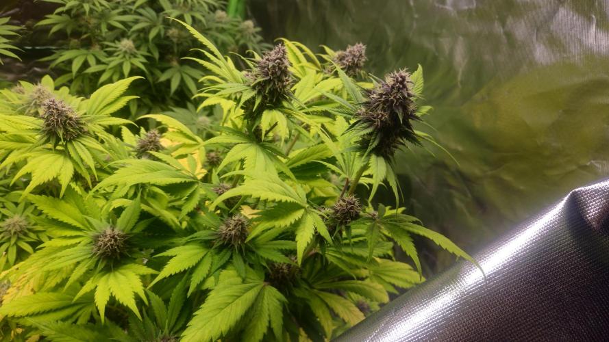 Banana Purple Punch Auto RF3. Week 7