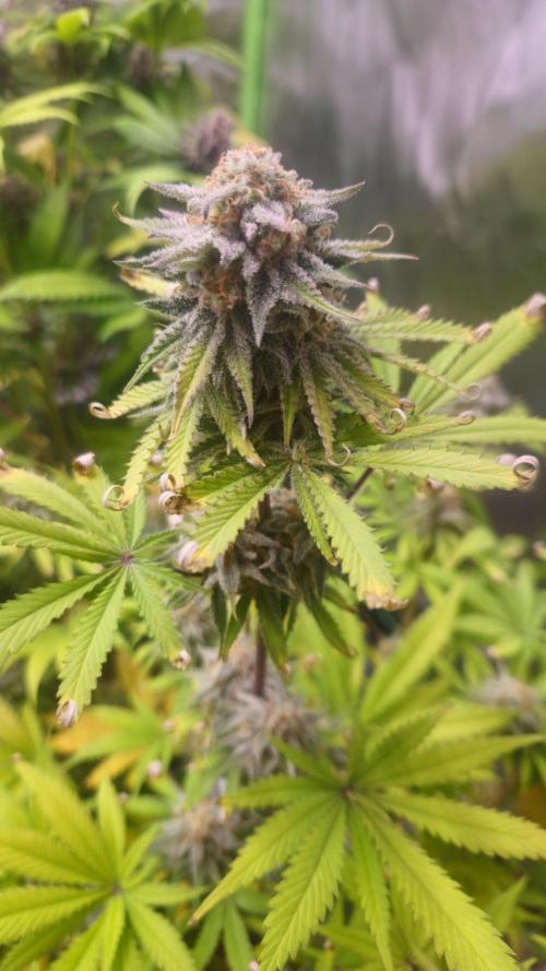 Apple Strudel Auto. Week 9