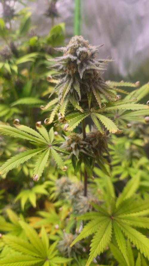 Apple Strudel Auto. Week 9