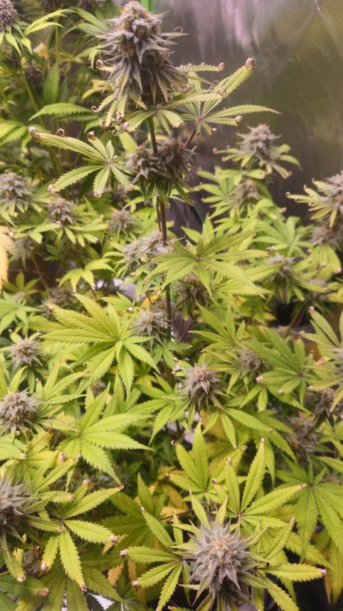 Apple Strudel Auto. Week 9