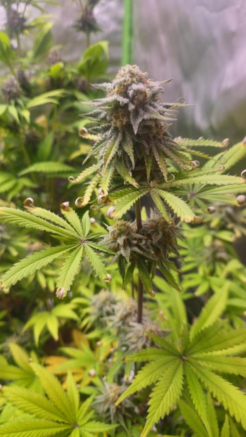 Apple Strudel Auto. Week 9