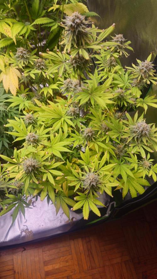 Apple Strudel Auto. Week 9