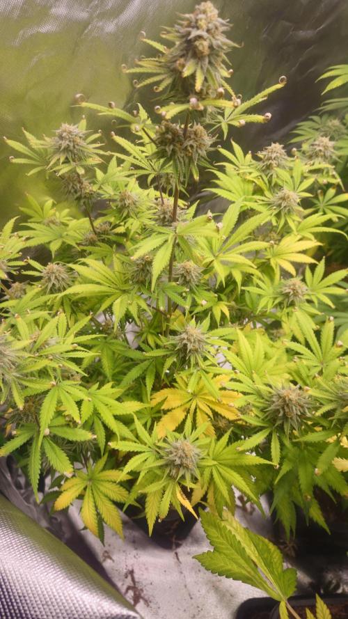 Apple Strudel Auto. Week 9