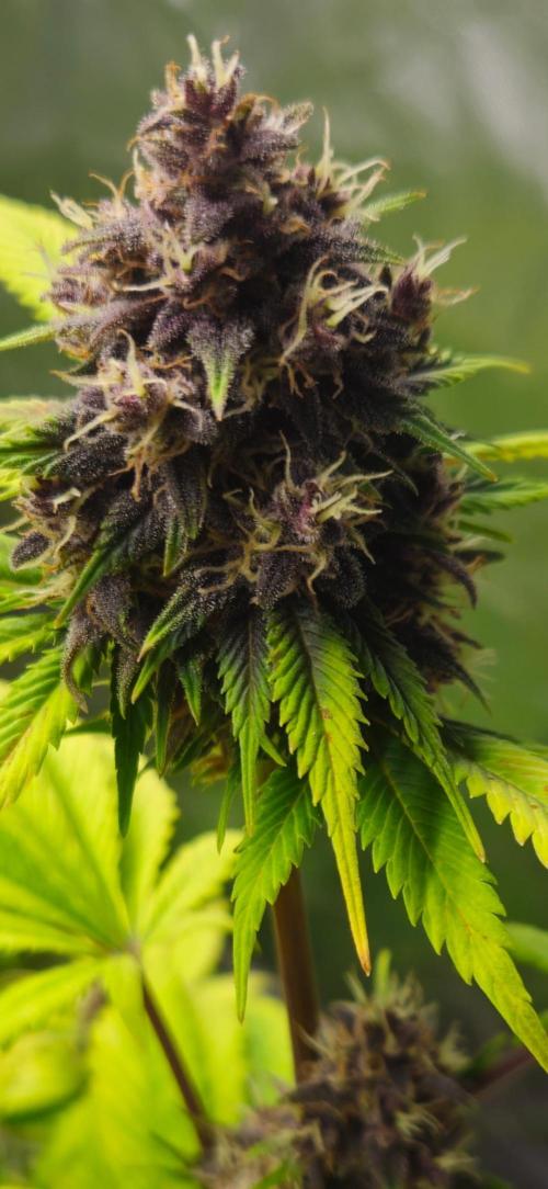 Banana Purple Punch Auto RF3. Week 8