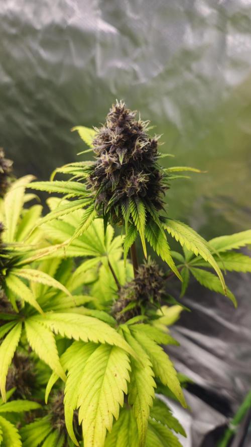 Banana Purple Punch Auto RF3. Week 8