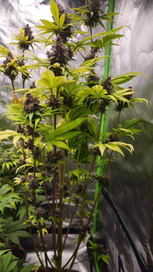 Banana Purple Punch Auto RF3. Week 8