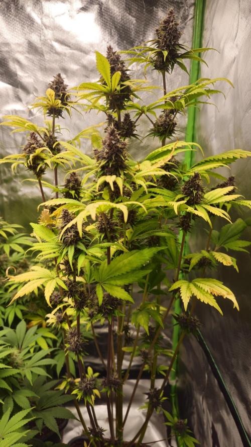 Banana Purple Punch Auto RF3. Week 8