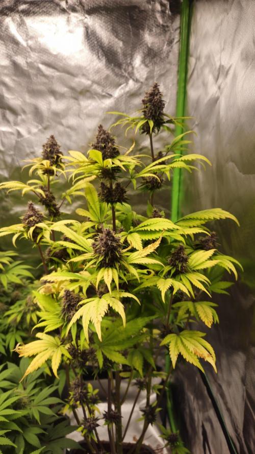 Banana Purple Punch Auto RF3. Week 8