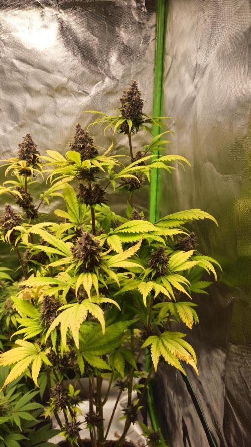 Banana Purple Punch Auto RF3. Week 8