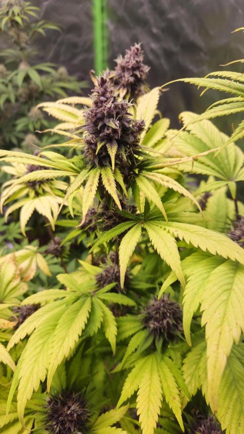 Banana Purple Punch Auto RF3. Week 8