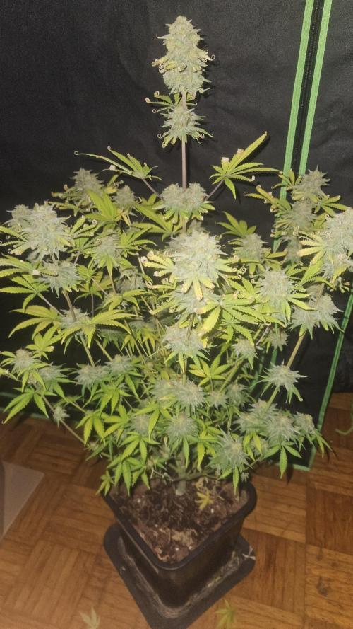 Apple Strudel Auto. Week 10