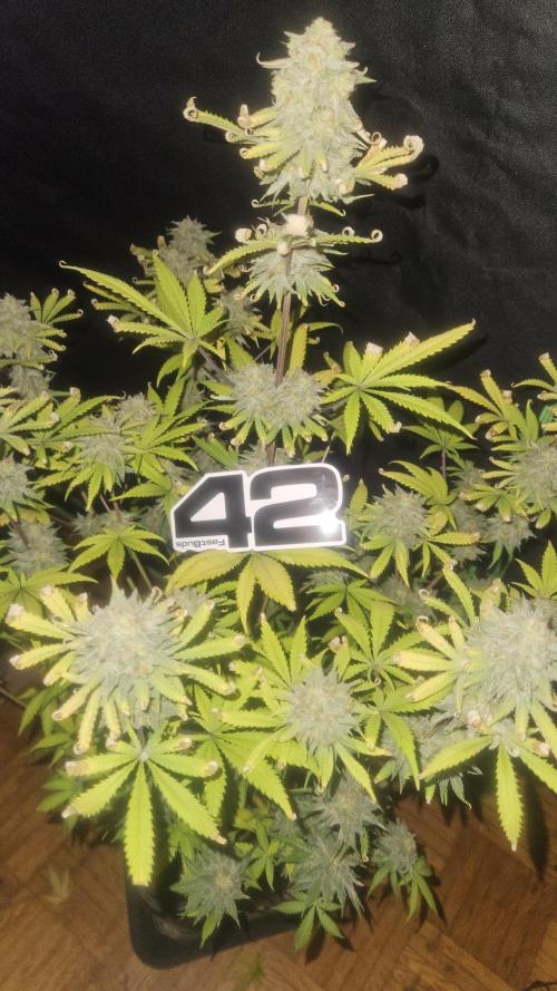 Apple Strudel Auto. Week 10