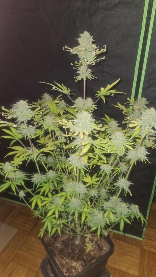 Apple Strudel Auto. Week 10