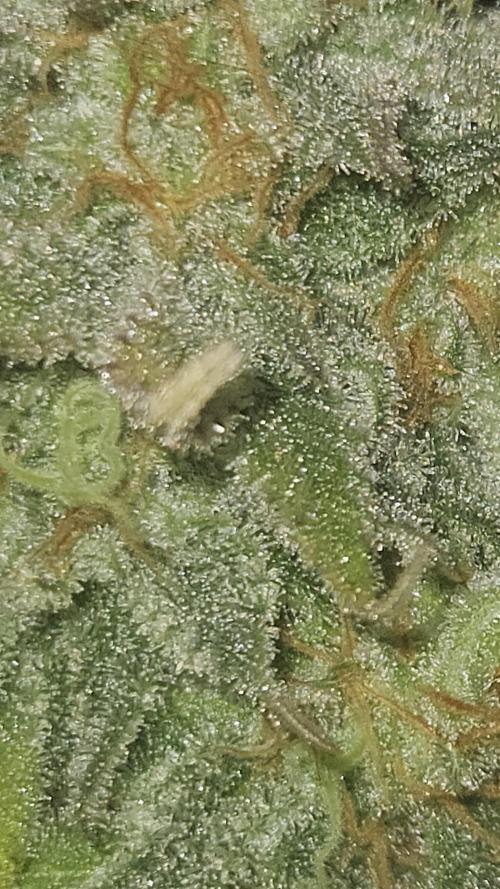 Apple Strudel Auto. Week 10