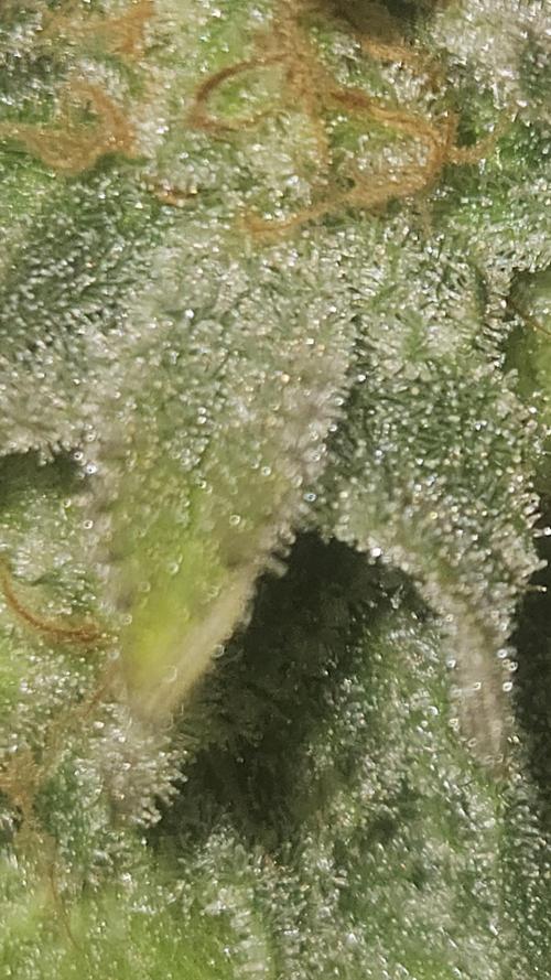 Apple Strudel Auto. Week 10