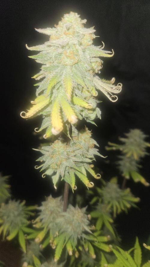 Apple Strudel Auto. Week 10