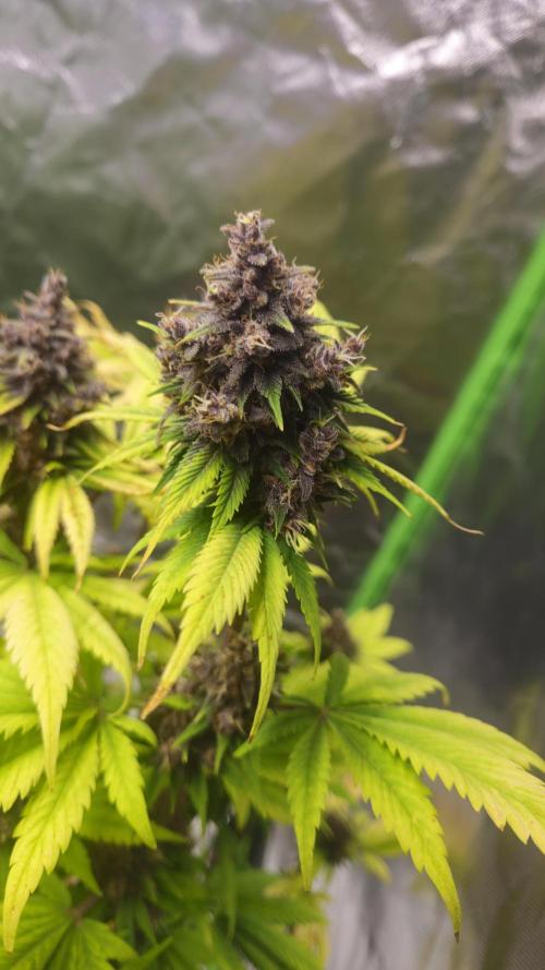 Banana Purple Punch Auto RF3. Week 9