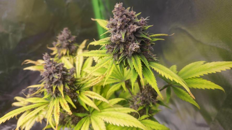 Banana Purple Punch Auto RF3. Week 9