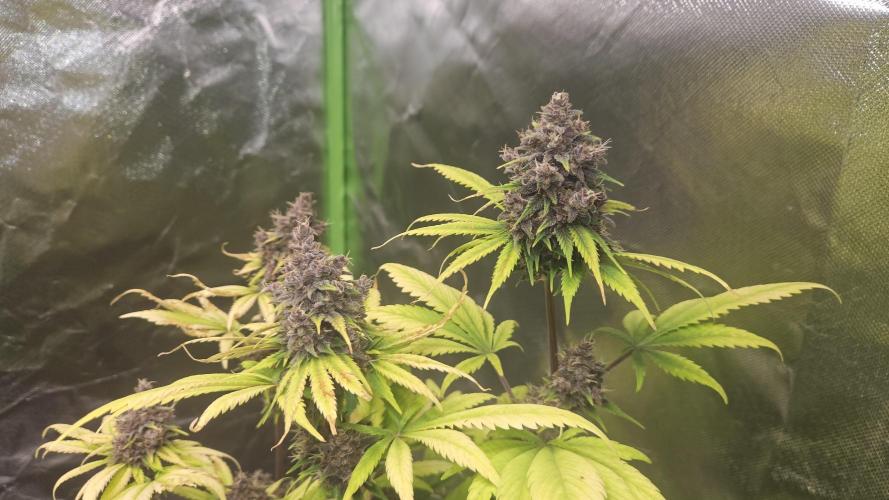 Banana Purple Punch Auto RF3. Week 9